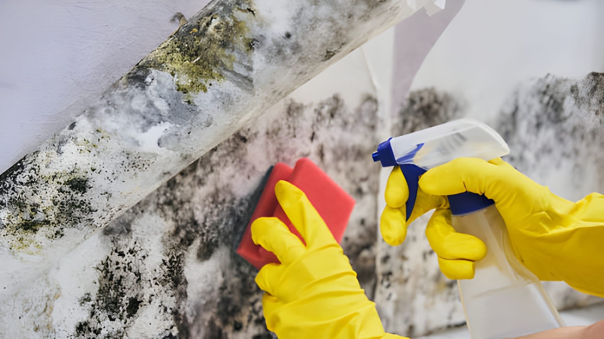 Mold growth causes, risk, and prevention tips