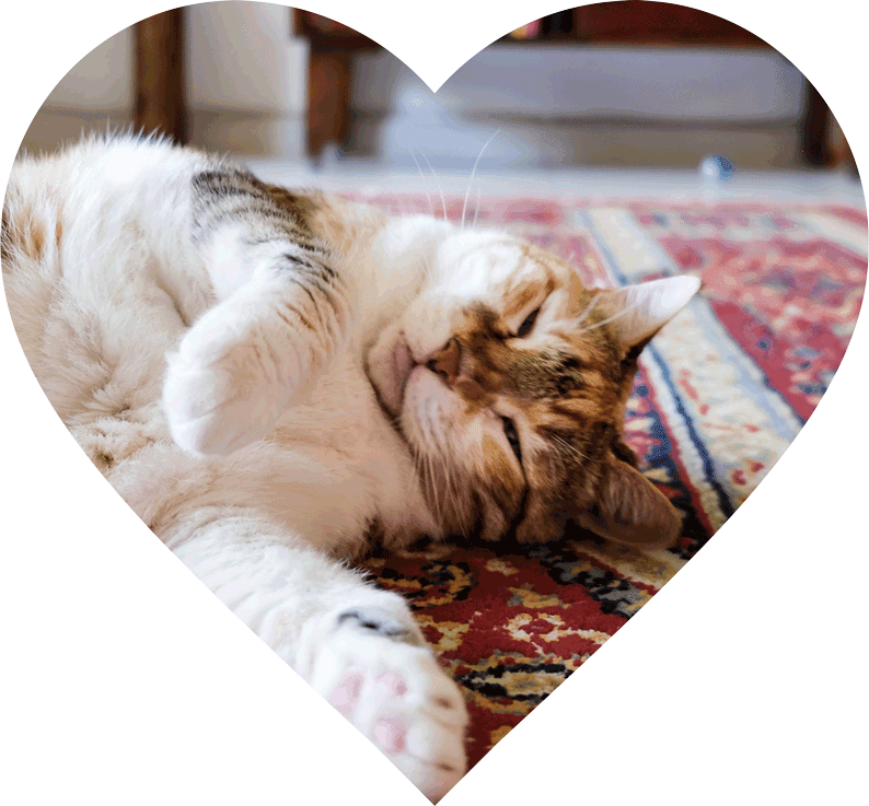 cat-in-clean-house