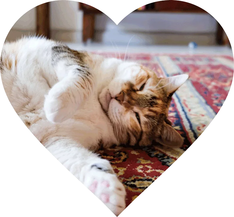 cat-in-clean-house